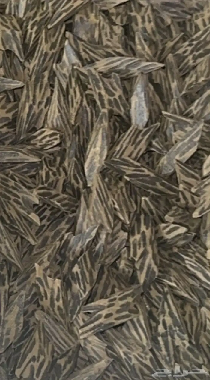 عود 3