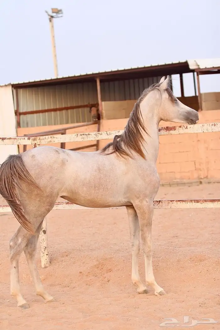 مهر واهو 0