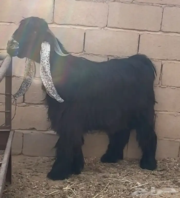 تيس عارضي فحل 1