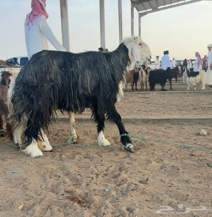خروف 2