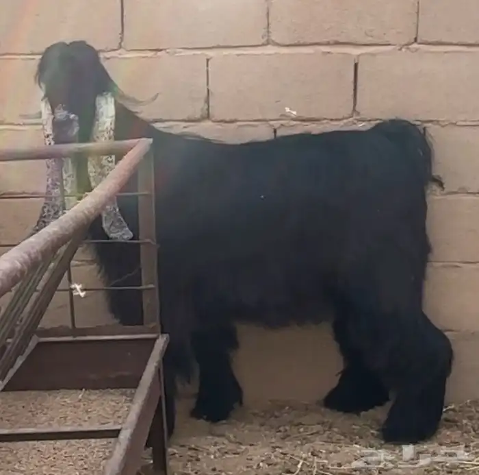 تيس عارضي فحل 0