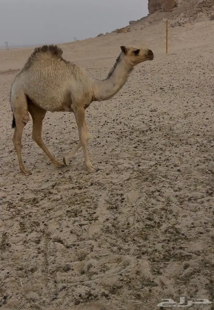 خلفه وضحا ام رابع تحتها بكره طيبه 1