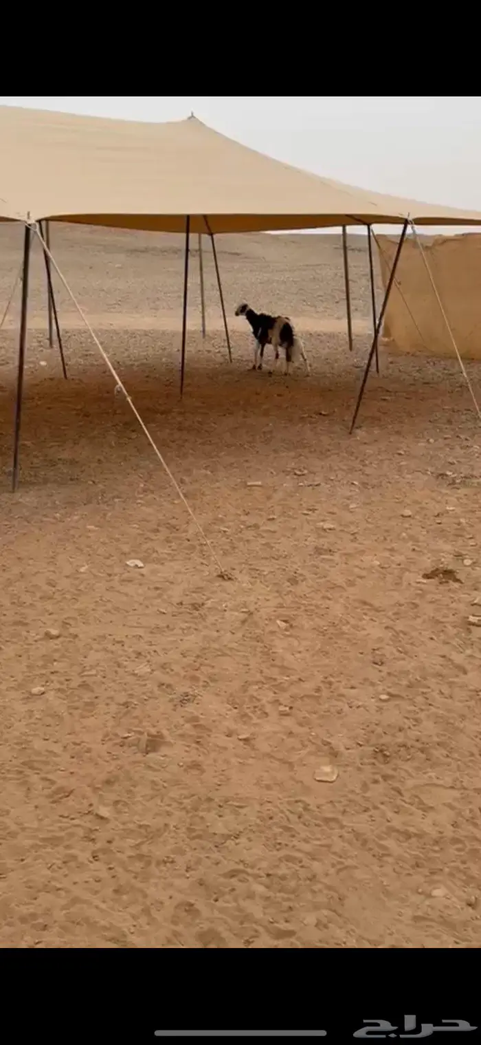 متبع ثنيه طيبه 2