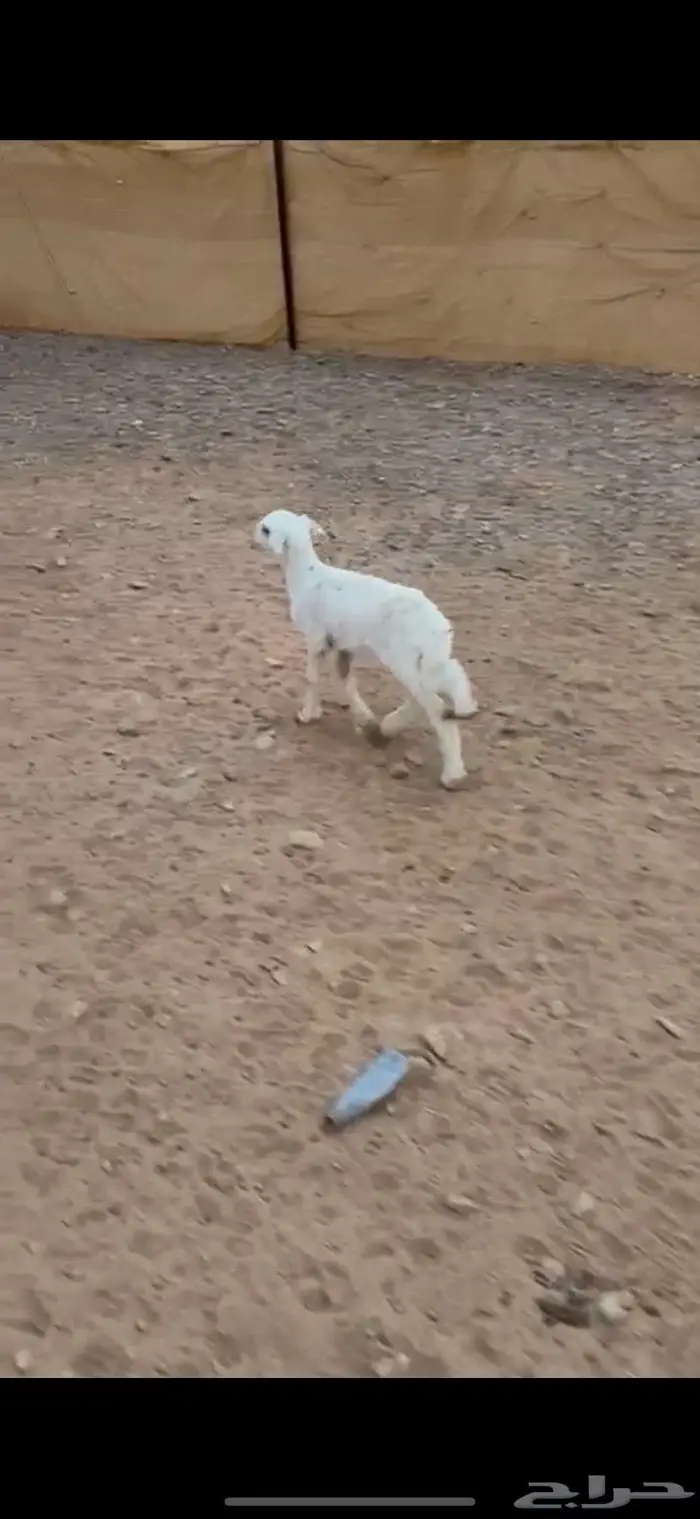 متبع ثنيه طيبه 1