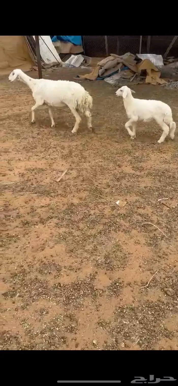 متبع سديس تحتها خرووف 1