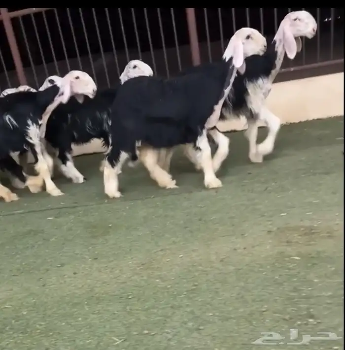 رخال نجد 1