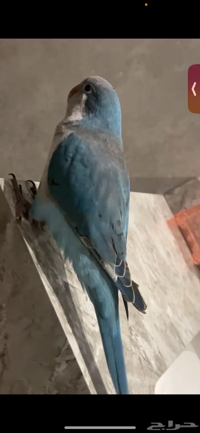 ببغاء كويكر فايلوت أزرق 2