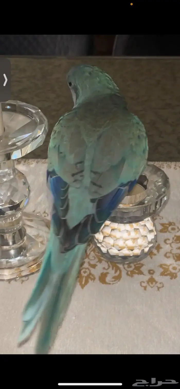 ببغاء كويكر فايلوت أزرق 0