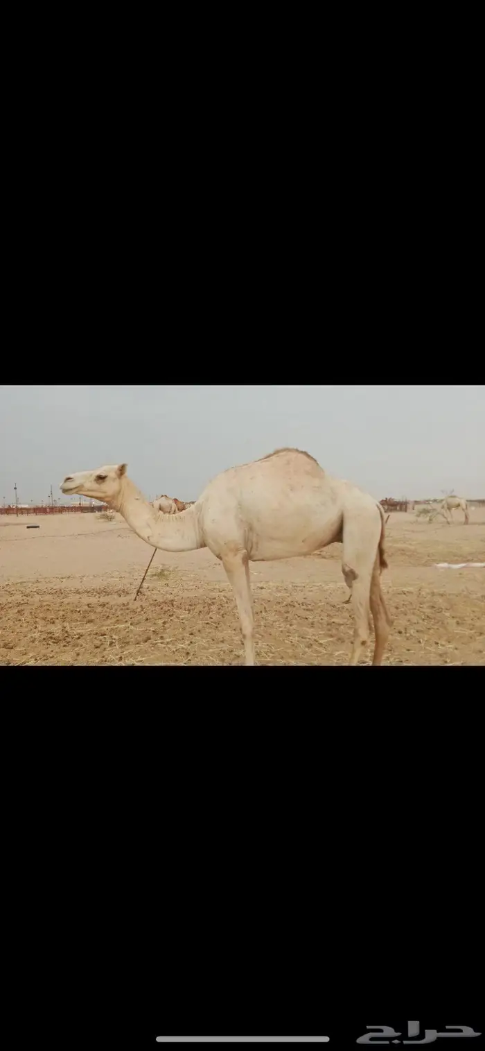 بكره حره ثنيه 0