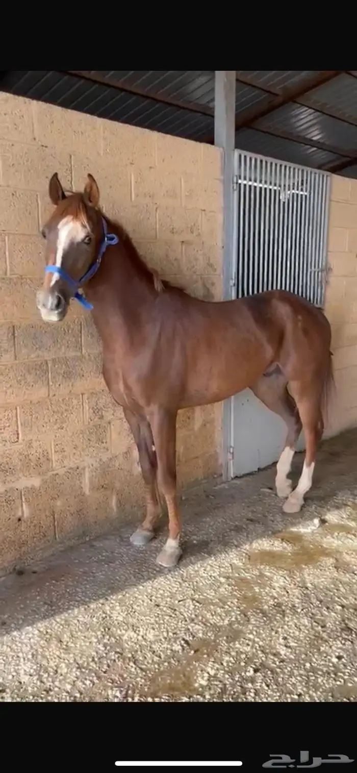 خيل جزيري فرنسي 2