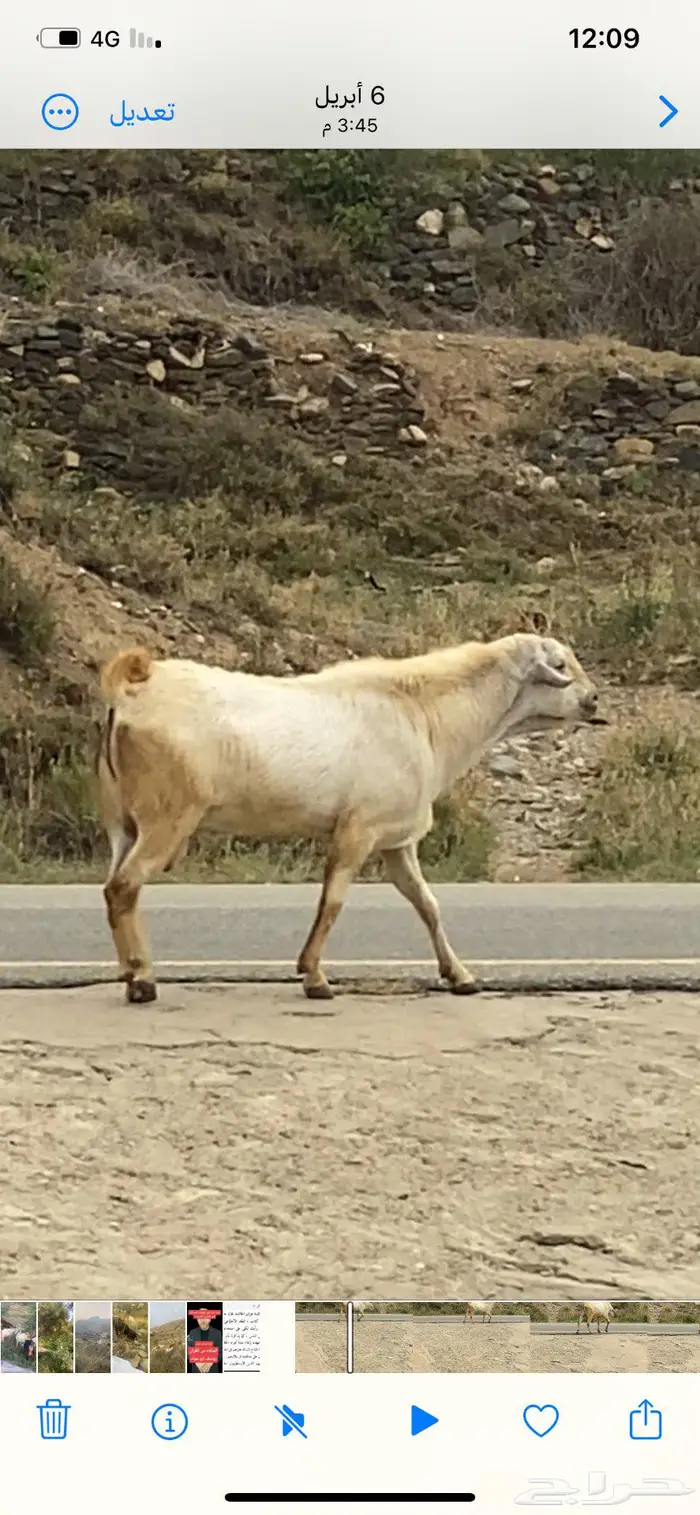 تيس بيشي اجم 2
