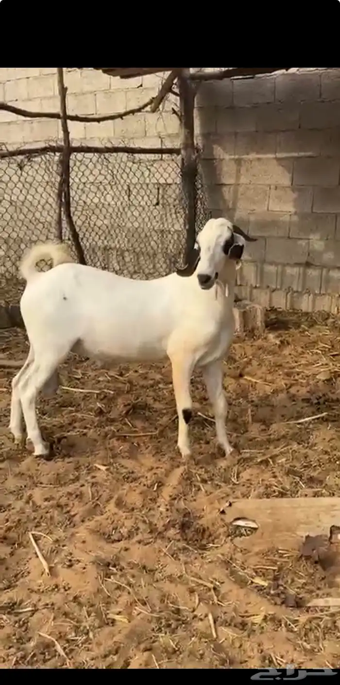 اثنين فحول مشاريع 4