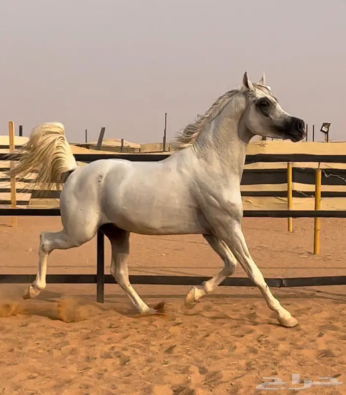 حصان واهو جمال 1