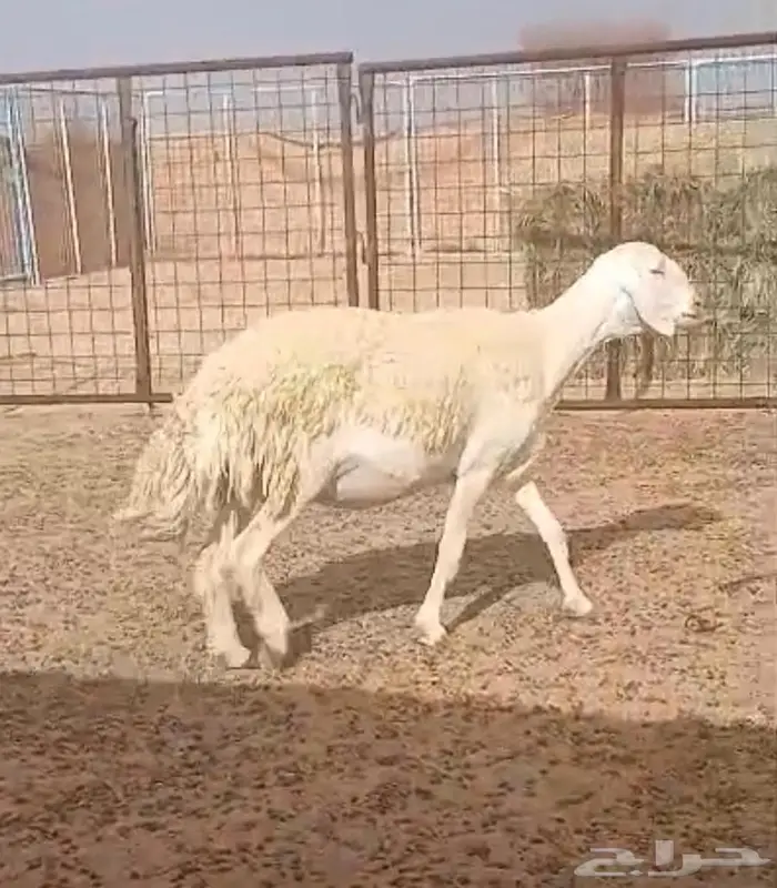 شاتين دفيع 4