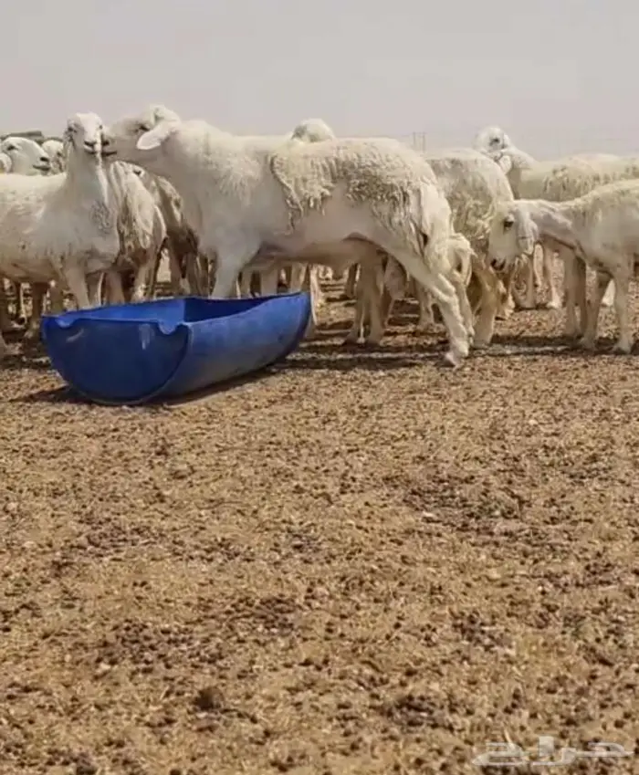 فحل حري صنف فاخر ...فرصة 0