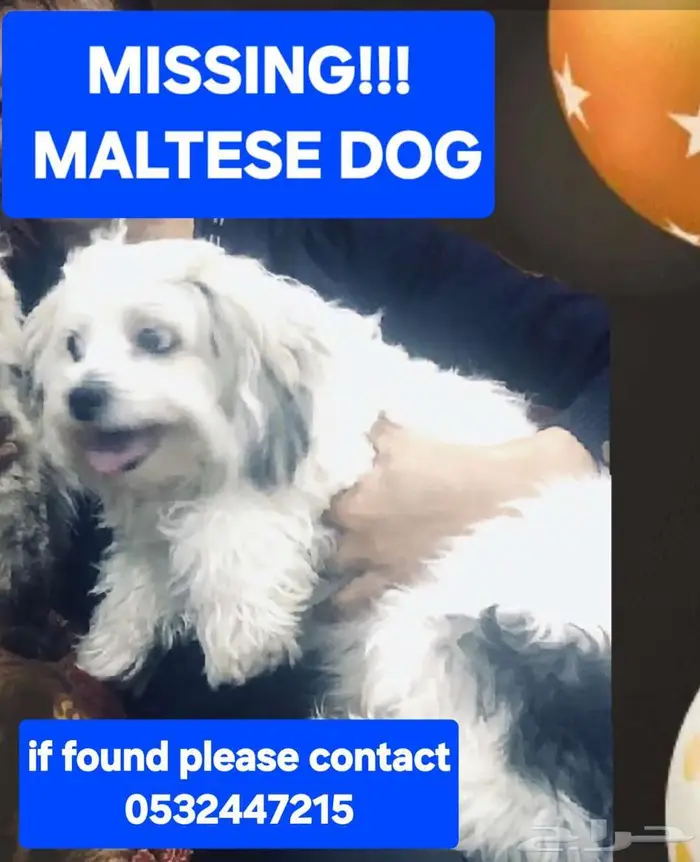 LOST MALTESSE DOG 0