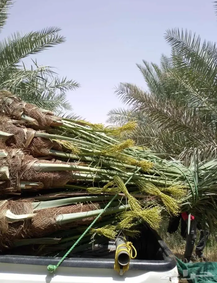 نخل للبيع مثمرة بأسعار مناسبة 4