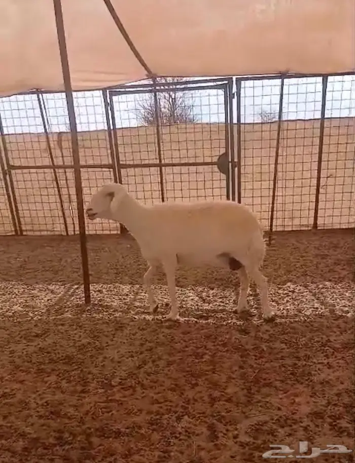 شاتين دفيع 3