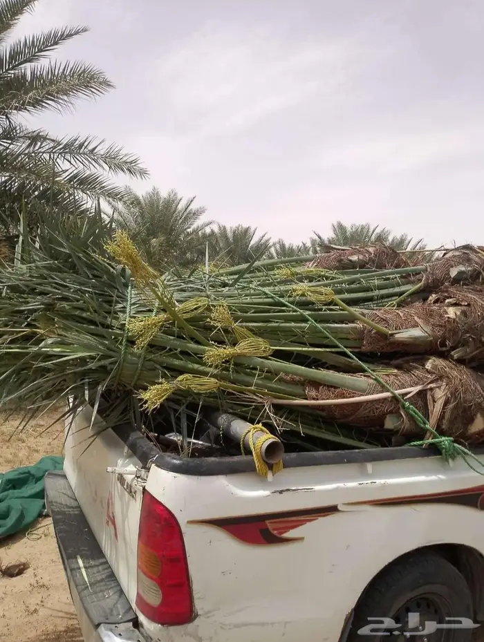 نخل للبيع مثمرة بأسعار مناسبة 5