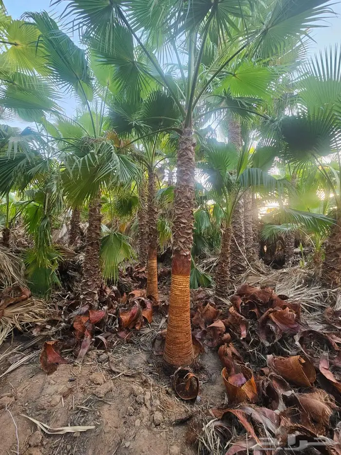 نخل واشنطني زينه للبيع 6