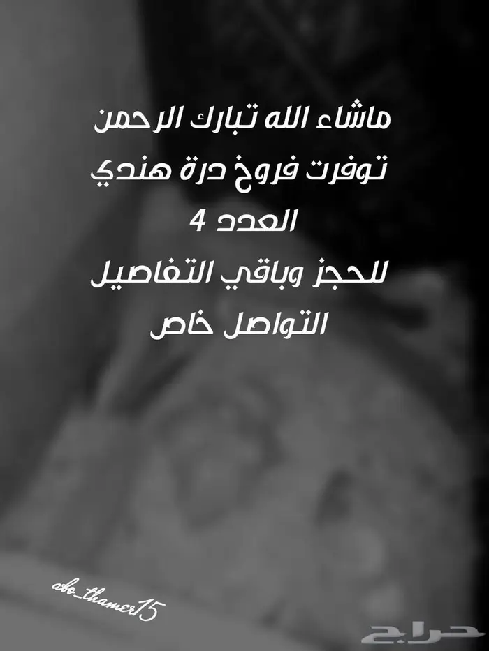 فروخ درة هندي 1