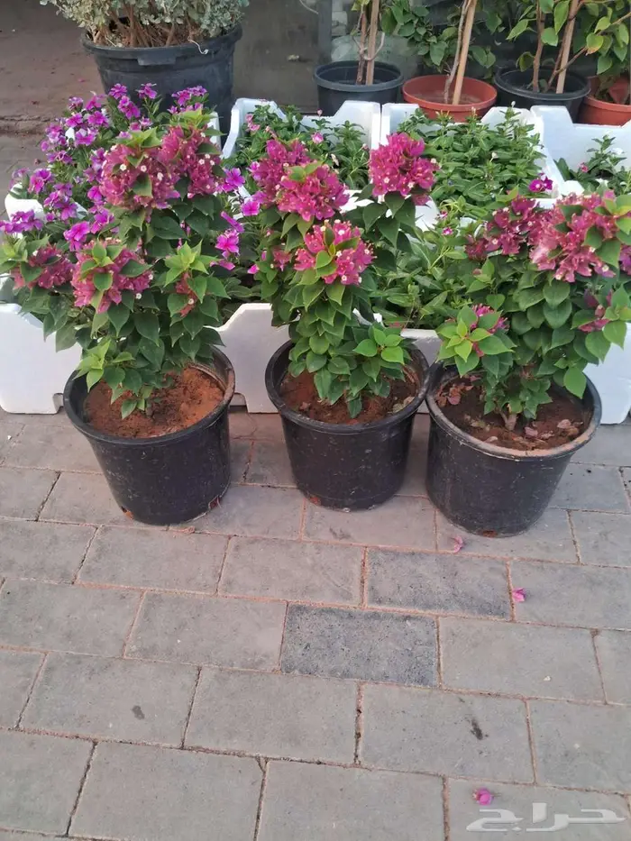 تنسيق حدائق 0