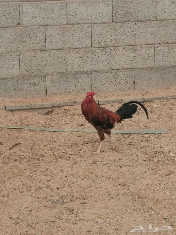 ديك للبيع 0
