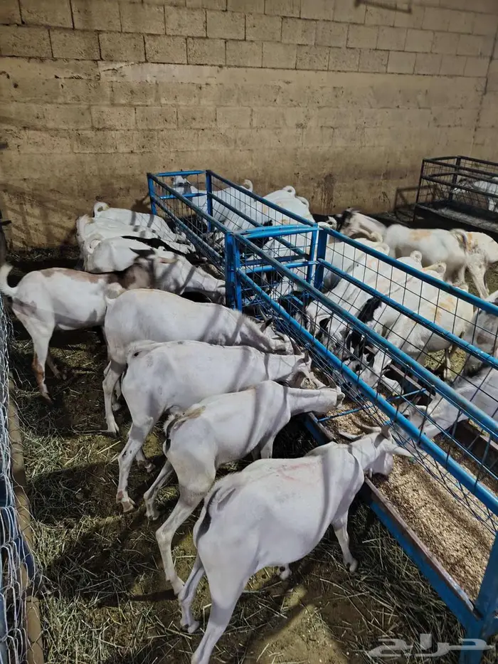 تبغى وزن ممتاز حلال مضمون  احنا قدها  لاصحاب الجمله والتفريد 4