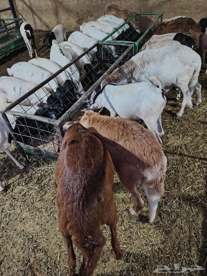 تبغى وزن ممتاز حلال مضمون  احنا قدها  لاصحاب الجمله والتفريد 2
