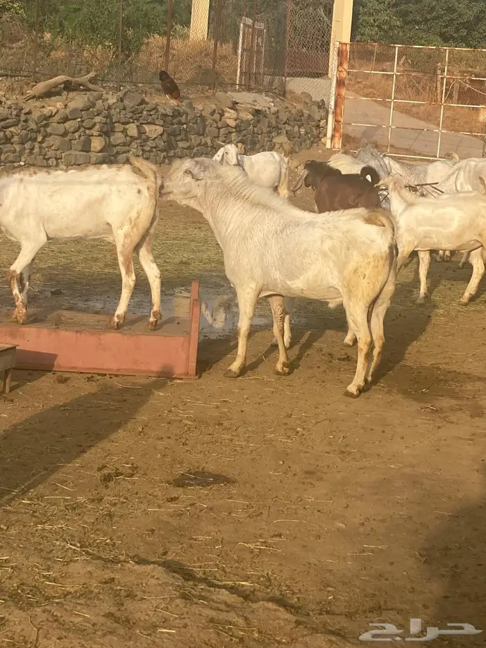 تيس بيشي اجم 1