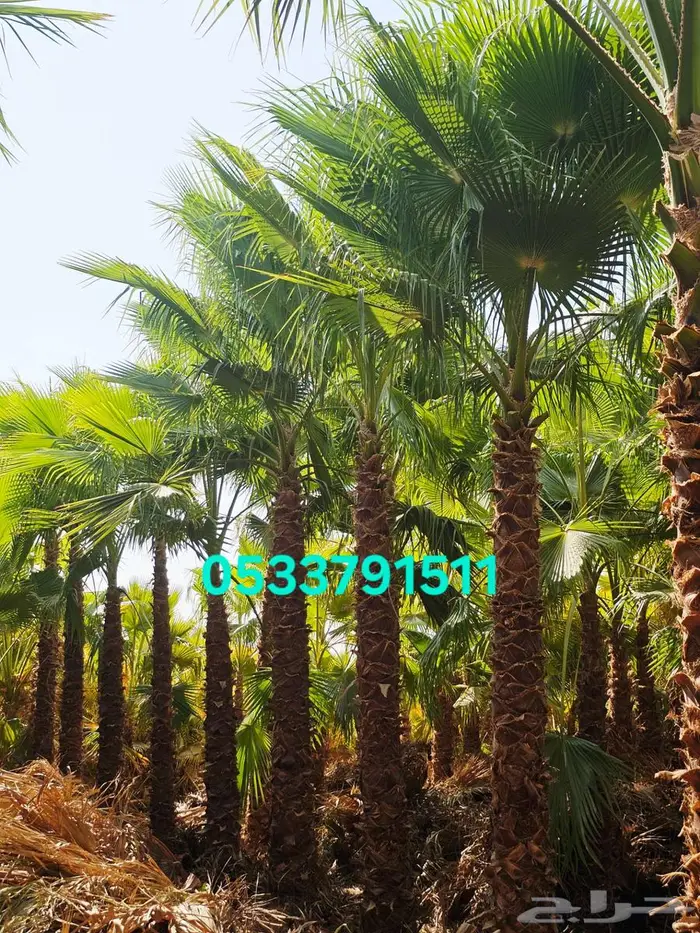 نخل واشنطني زينه للبيع 0