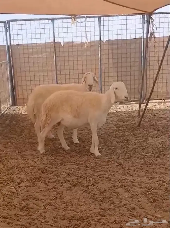 شاتين دفيع 2