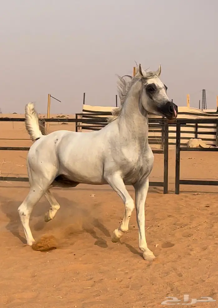 حصان واهو جمال 3