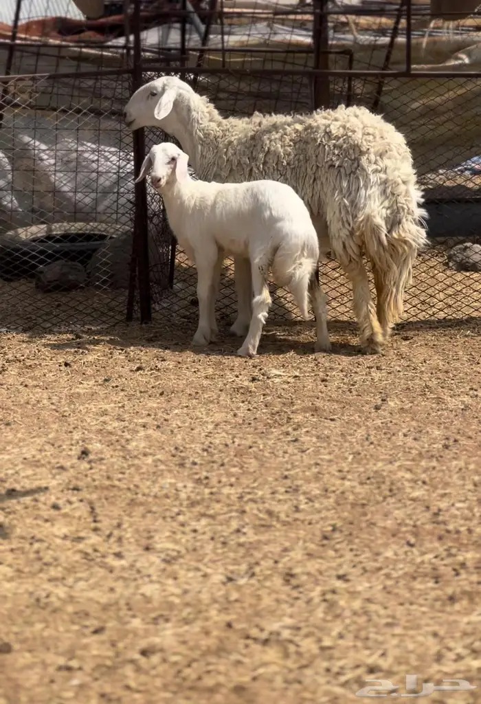 رخل تحتها رخل خلفه اول ولده 1