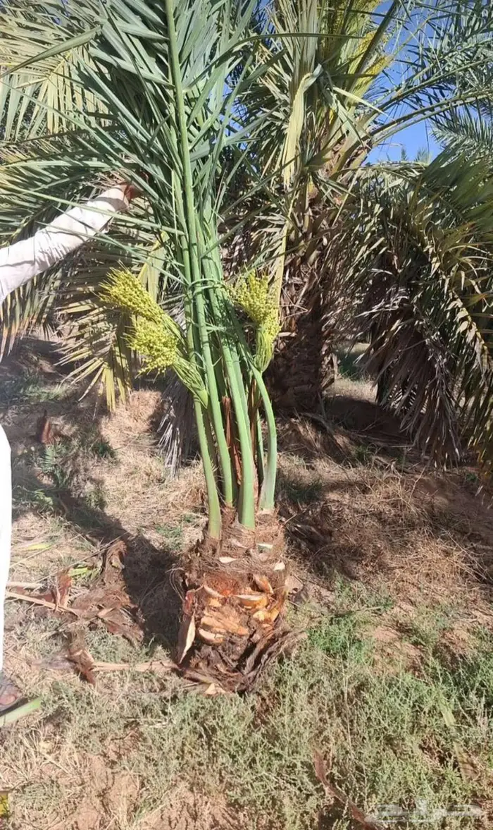 نخل للبيع مثمرة بأسعار مناسبة 2