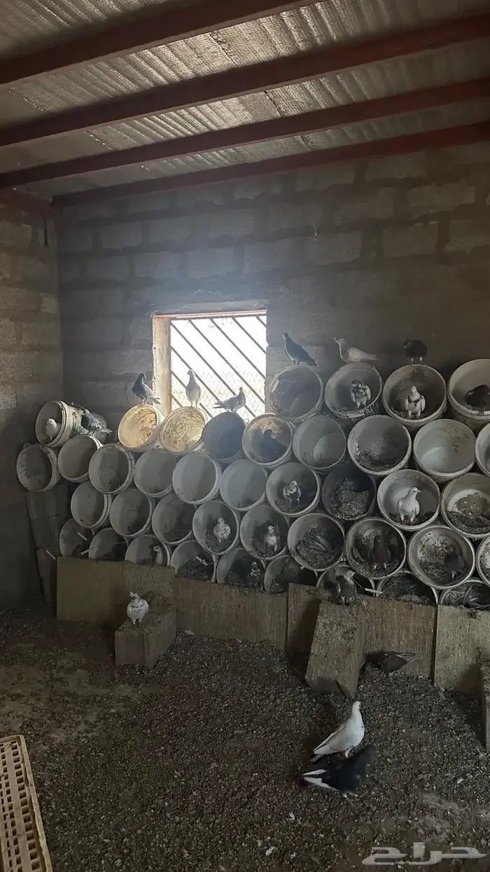 حمام بلدي ( تم البيع ) 0