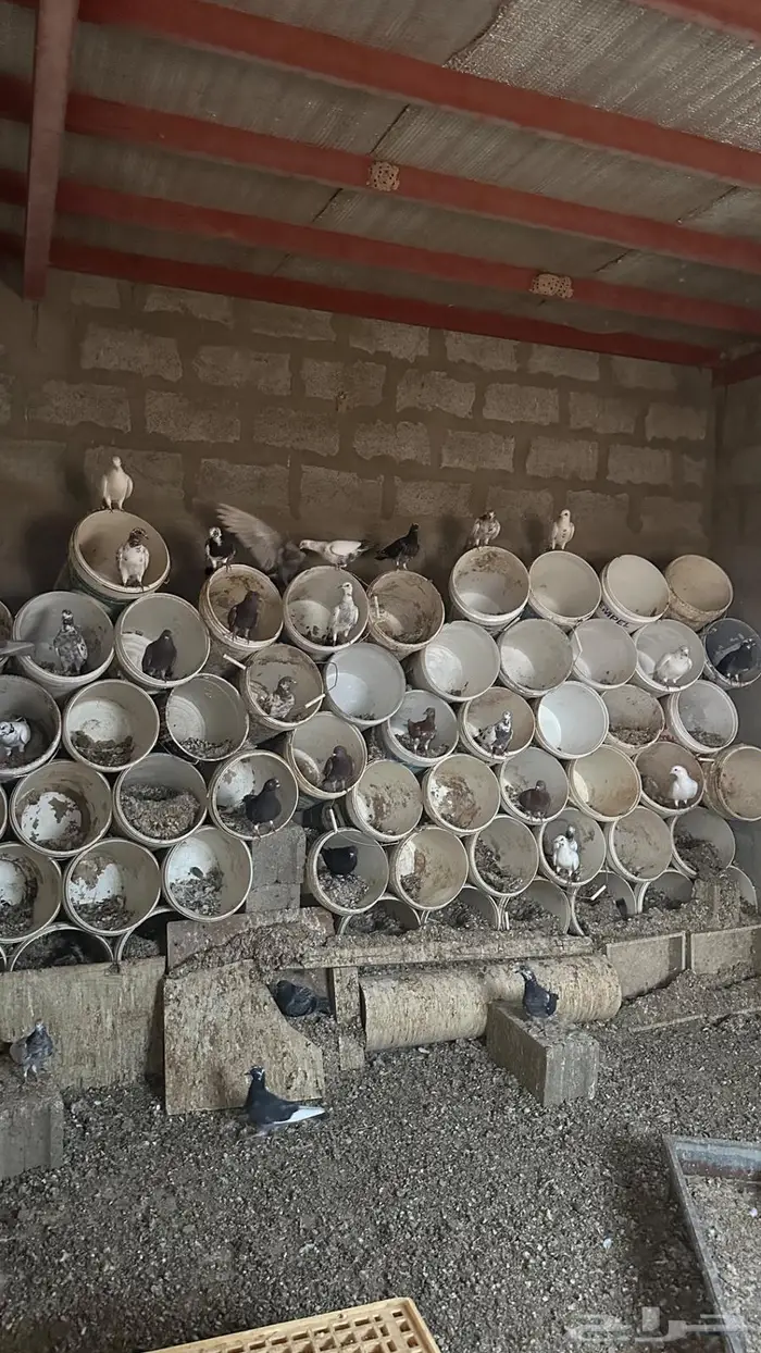 حمام بلدي ( تم البيع ) 1