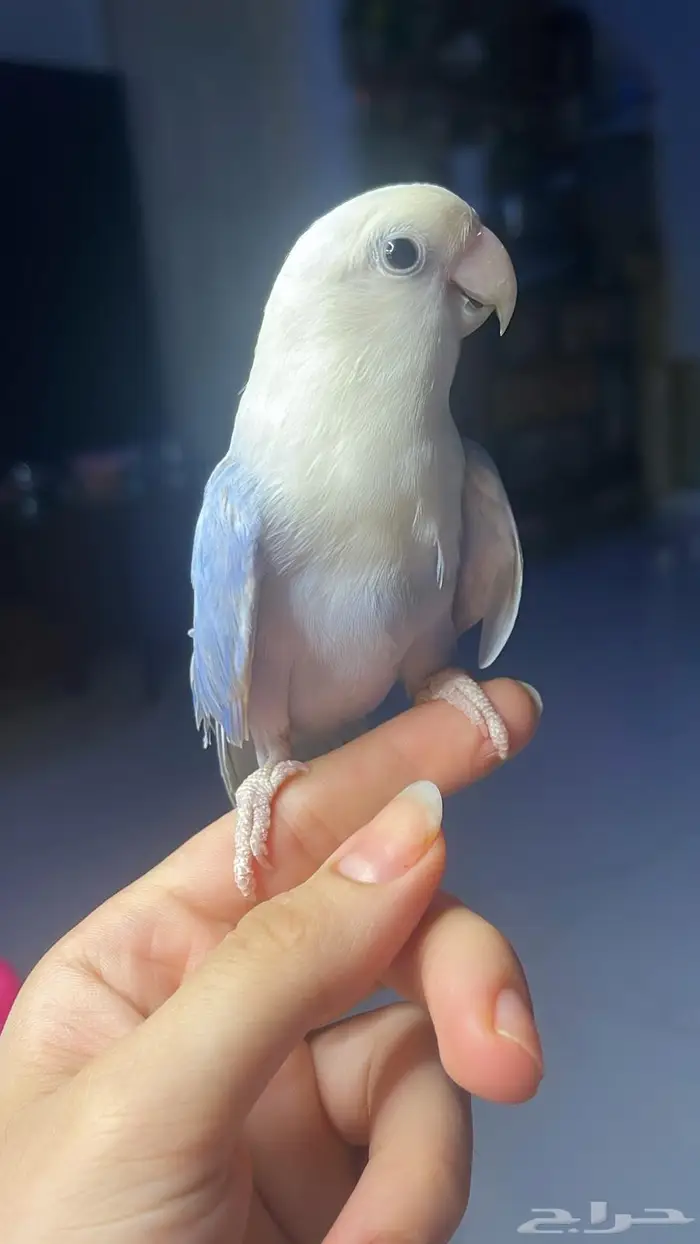 للبيع ببغاء روز 4