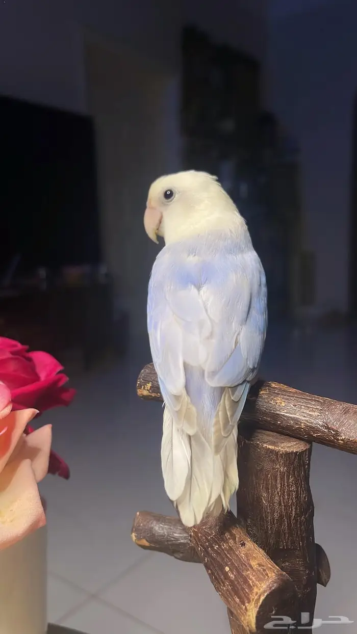 للبيع ببغاء روز 5
