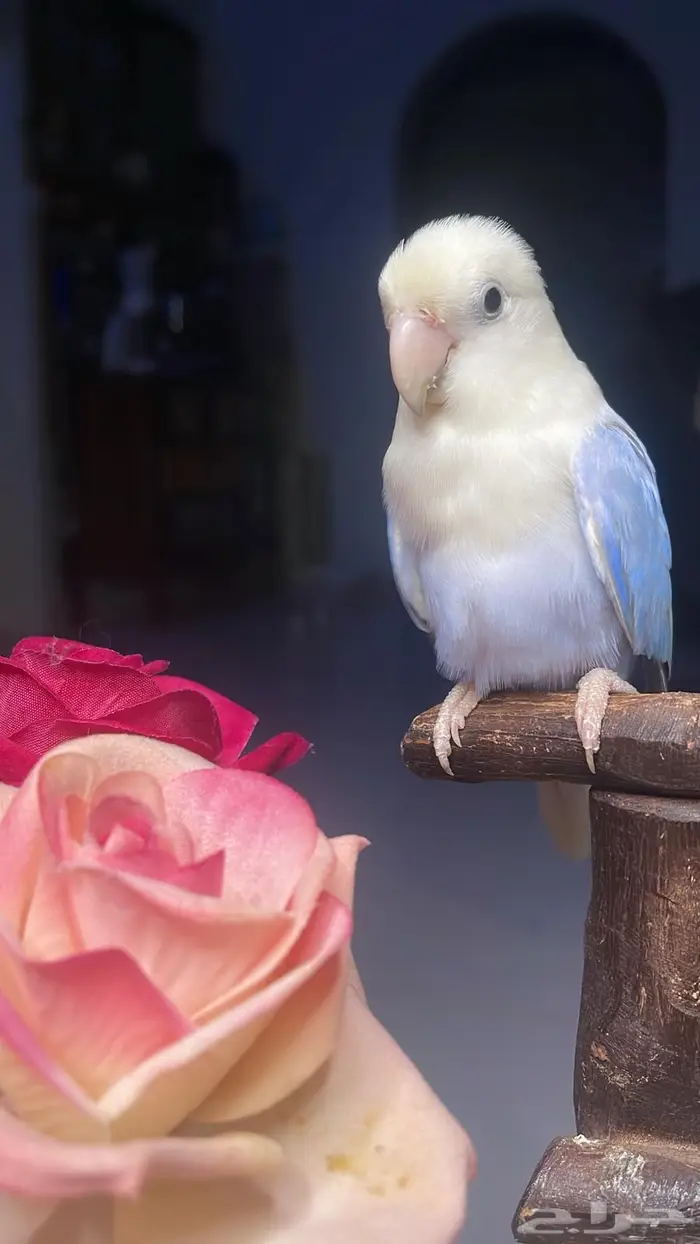 للبيع ببغاء روز 1