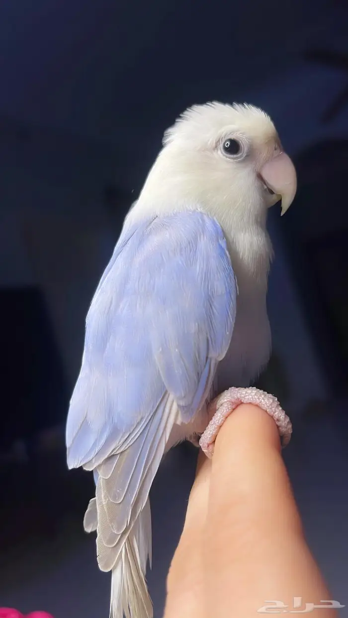 للبيع ببغاء روز 3