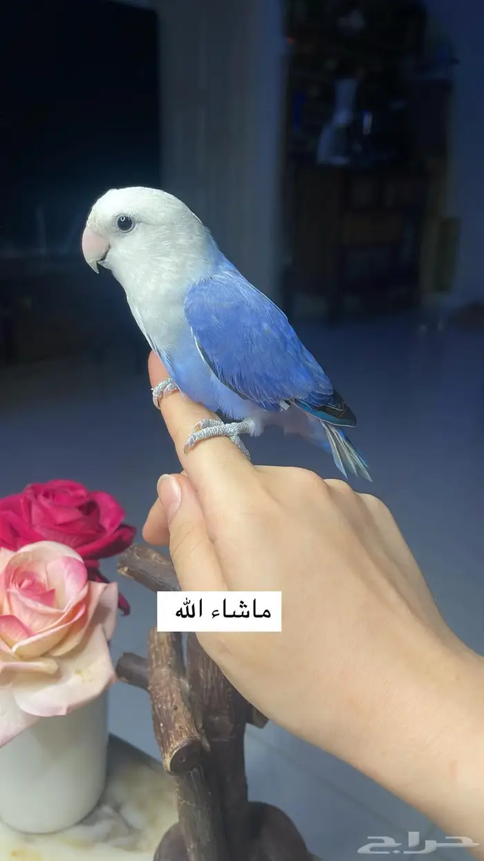للبيع ببغاء الروز الاليف 1