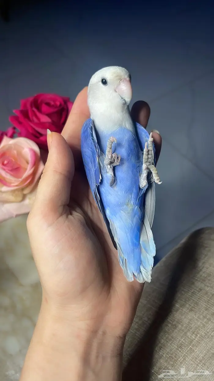 للبيع ببغاء الروز الاليف 2