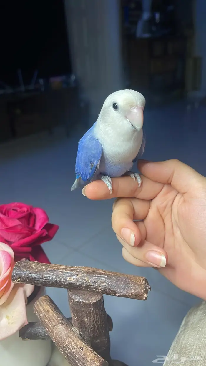 للبيع ببغاء الروز الاليف 3