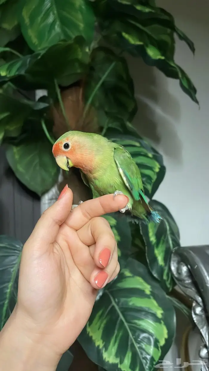 للبيع ببغاء الروز الاليف 1