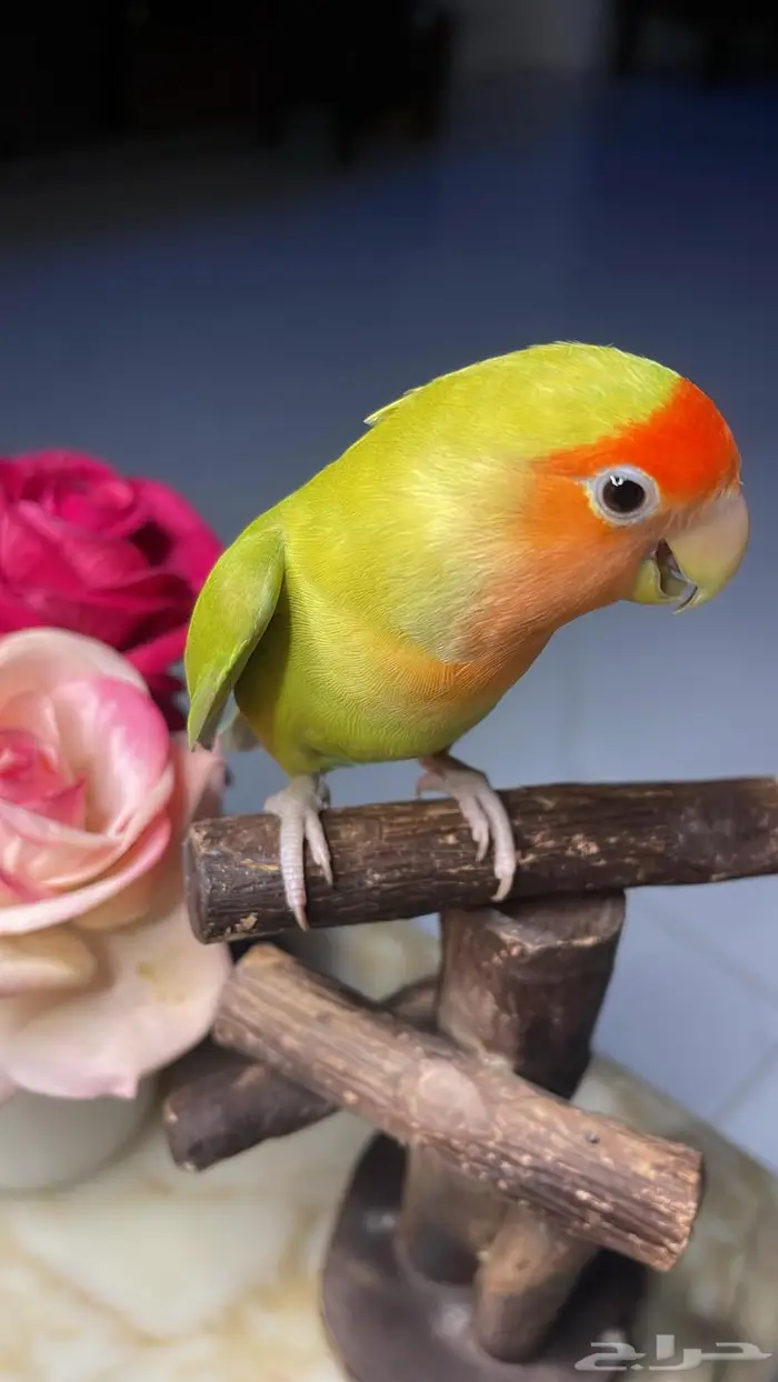 للبيع ببغاء روز اليف 2