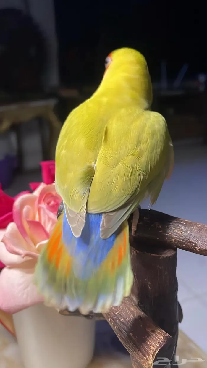للبيع ببغاء روز اليف 1