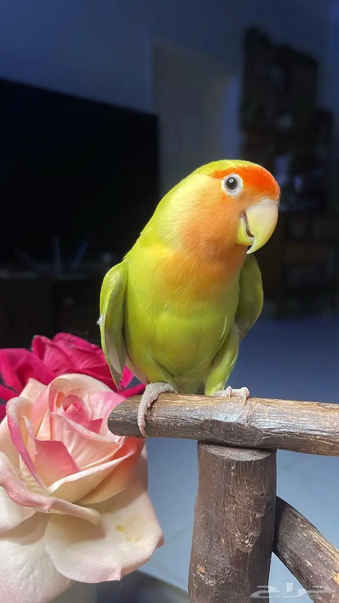 للبيع ببغاء روز اليف 0