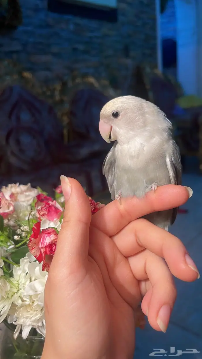 للبيع ببغاء روز مناسب للاطفال 0