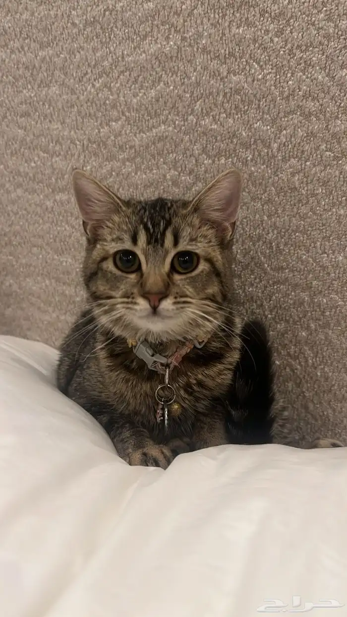 قطه للتبني 0